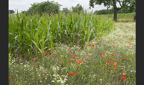 Intensive Landwirtschaft (industrial agriculture)