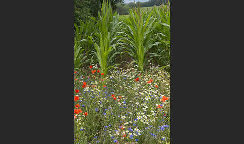 Intensive Landwirtschaft (industrial agriculture)