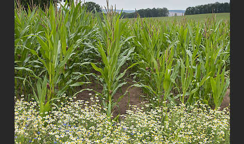 Intensive Landwirtschaft (industrial agriculture)