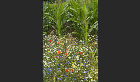 Intensive Landwirtschaft (industrial agriculture)