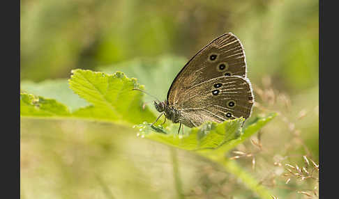 Schornsteinfeger (Aphantopus hyperantus)