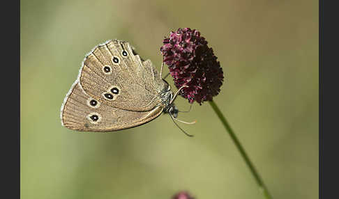 Schornsteinfeger (Aphantopus hyperantus)