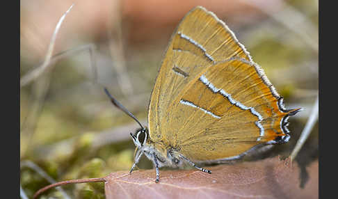 Nierenfleck-Zipfelfalter (Thecla betulae)