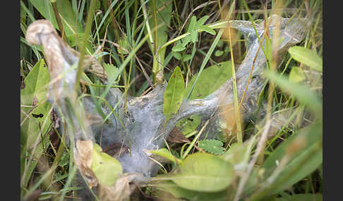 Abbiß-Scheckenfalter (Eurodryas aurinia)