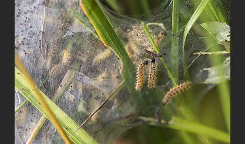 Abbiß-Scheckenfalter (Eurodryas aurinia)