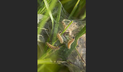 Abbiß-Scheckenfalter (Eurodryas aurinia)