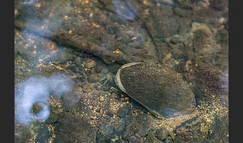 Flußperlmuschel (Margaritifera margaritifera)