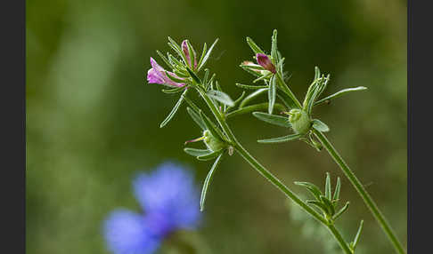 Acker-Löwenmaul (Misopates orontium)