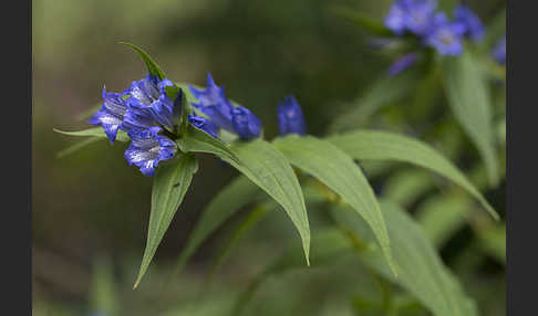 Schwalbenwurz-Enzian (Gentiana asclepiadea)