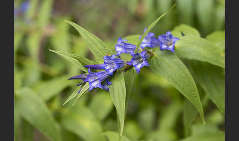 Schwalbenwurz-Enzian (Gentiana asclepiadea)