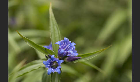 Schwalbenwurz-Enzian (Gentiana asclepiadea)