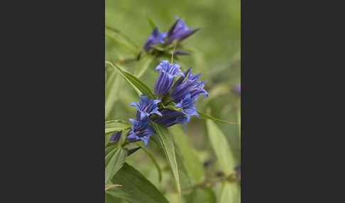 Schwalbenwurz-Enzian (Gentiana asclepiadea)