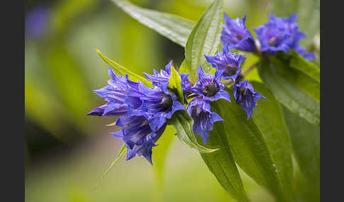 Schwalbenwurz-Enzian (Gentiana asclepiadea)