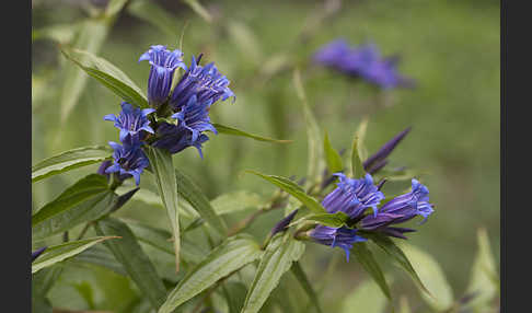 Schwalbenwurz-Enzian (Gentiana asclepiadea)