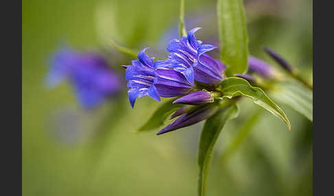 Schwalbenwurz-Enzian (Gentiana asclepiadea)