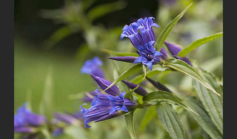 Schwalbenwurz-Enzian (Gentiana asclepiadea)