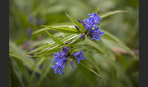 Schwalbenwurz-Enzian (Gentiana asclepiadea)