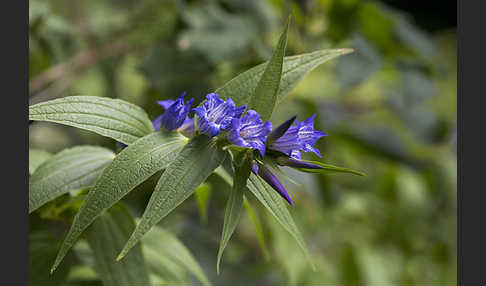 Schwalbenwurz-Enzian (Gentiana asclepiadea)