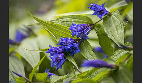 Schwalbenwurz-Enzian (Gentiana asclepiadea)