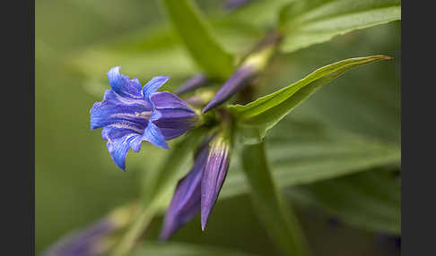 Schwalbenwurz-Enzian (Gentiana asclepiadea)