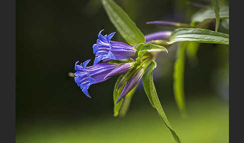 Schwalbenwurz-Enzian (Gentiana asclepiadea)