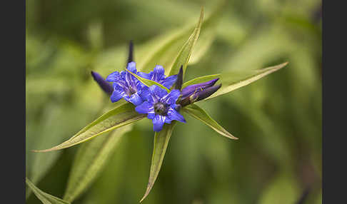 Schwalbenwurz-Enzian (Gentiana asclepiadea)