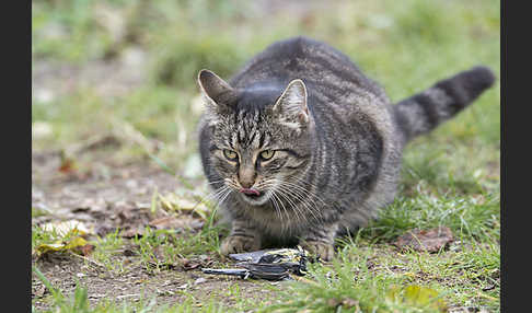 Hauskatze (Felis silvestris forma catus)