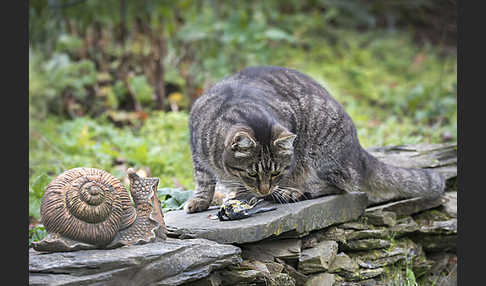 Hauskatze (Felis silvestris forma catus)