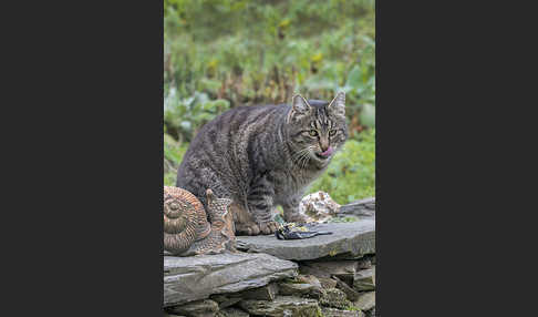 Hauskatze (Felis silvestris forma catus)