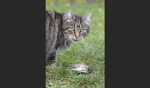 Hauskatze (Felis silvestris forma catus)