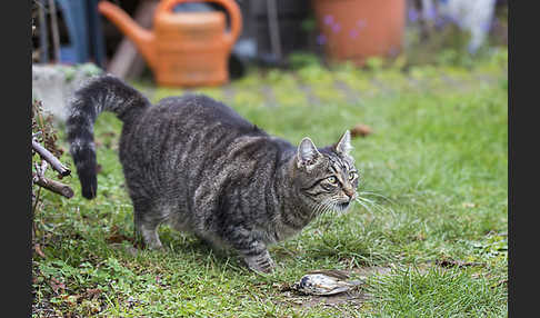 Hauskatze (Felis silvestris forma catus)