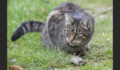 Hauskatze (Felis silvestris forma catus)