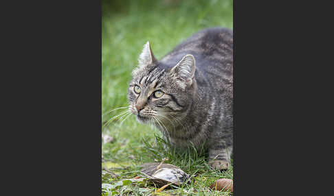 Hauskatze (Felis silvestris forma catus)