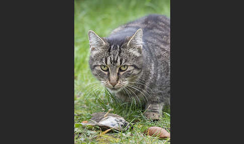 Hauskatze (Felis silvestris forma catus)