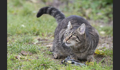 Hauskatze (Felis silvestris forma catus)