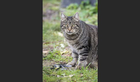 Hauskatze (Felis silvestris forma catus)