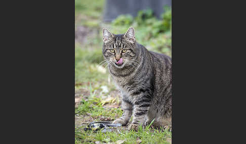 Hauskatze (Felis silvestris forma catus)