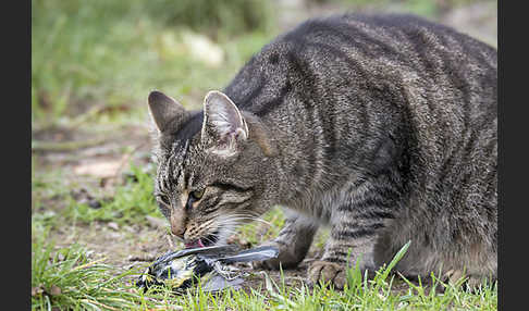 Hauskatze (Felis silvestris forma catus)