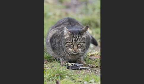 Hauskatze (Felis silvestris forma catus)