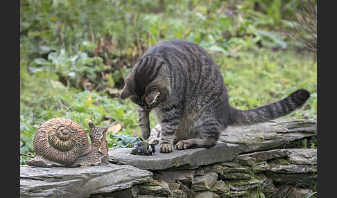 Hauskatze (Felis silvestris forma catus)