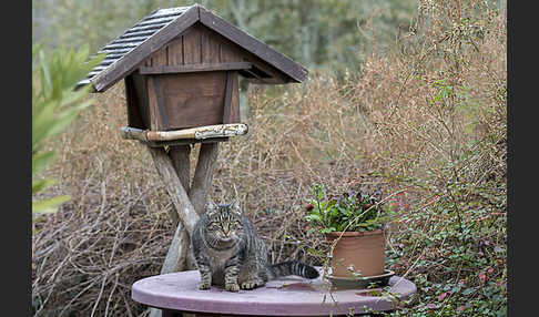 Hauskatze (Felis silvestris forma catus)