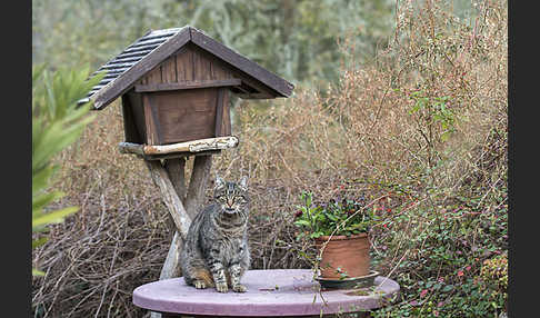 Hauskatze (Felis silvestris forma catus)