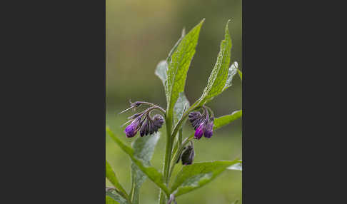 Arznei-Beinwell (Symphytum officinale)