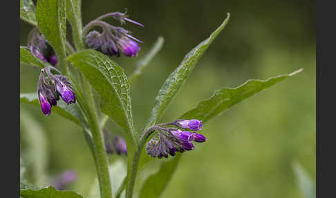 Arznei-Beinwell (Symphytum officinale)