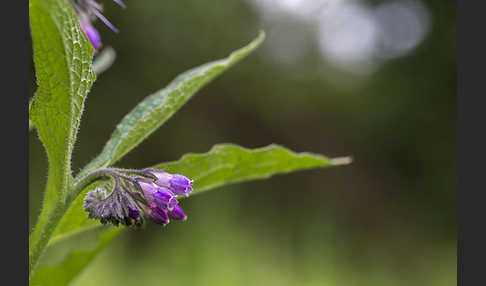 Arznei-Beinwell (Symphytum officinale)