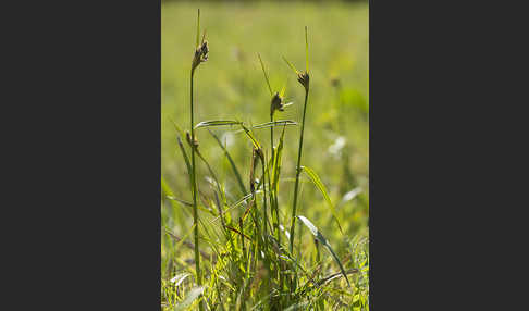 Braunes Schnabelried (Rhynchospora fusca)