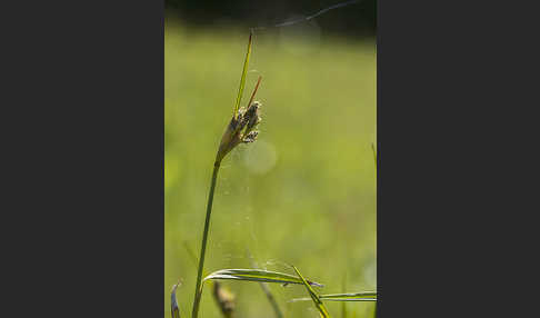 Braunes Schnabelried (Rhynchospora fusca)