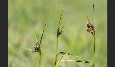 Braunes Schnabelried (Rhynchospora fusca)