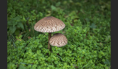 Parasol (Macrolepiota procera)