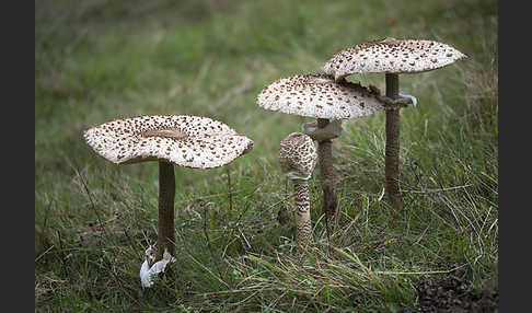 Parasol (Macrolepiota procera)